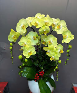 5 cành lan hồ điệp xanh bơ trồng chậu trưng Tết