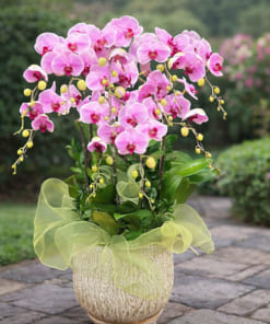 Cách chăm sóc chậu lan hồ điệp hồng 10 cành