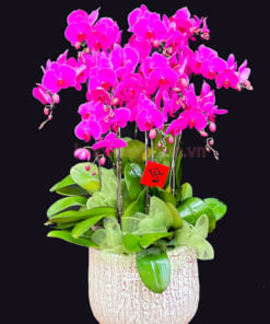 Cách chăm sóc chậu lan hồ điệp tím 10 cành