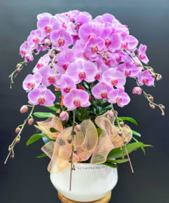 Chậu hoa hồ điệp hồng 10 cành mang đến may mắn tài lộc