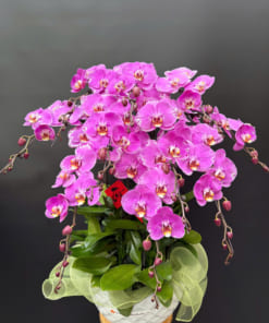 Chậu lan hồ điệp hồng 10 cành tặng Tết