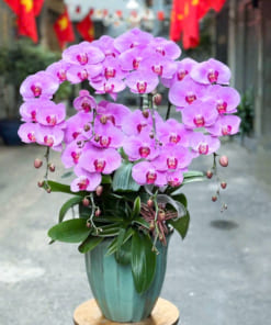 Chậu lan hồ điệp hồng đặt phòng khách sang trọng