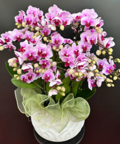 Hướng dẫn cách chăm sóc chậu hoa lan hồ điệp mini tươi lâu