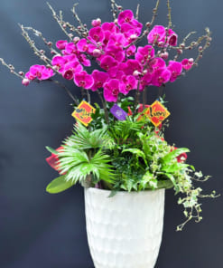 Chậu hoa hồ điệp tím 10 cành cao cấp