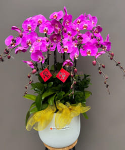 Chậu hoa hồ điệp tím 10 cành cao cấp