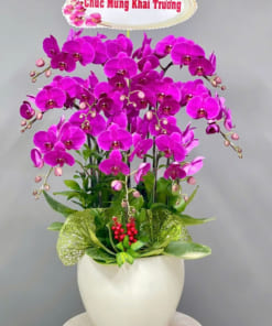 Chậu hoa hồ điệp tím 10 cành mừng khai trương