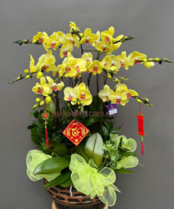 Chậu hoa hồ điệp vàng 10 cành chúc mừng năm mới