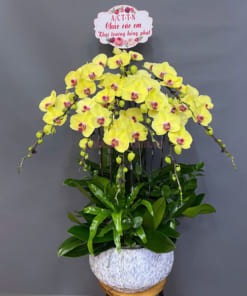 Chậu hoa hồ điệp vàng 10 cành mang ý nghĩa thập toàn thập mỹ