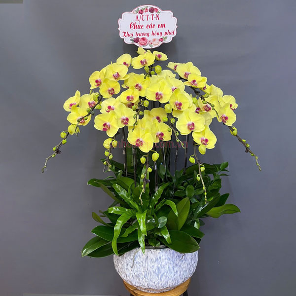 Chậu hoa hồ điệp vàng 10 cành mang ý nghĩa thập toàn thập mỹ