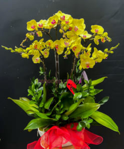 Chậu hoa lan hồ điệp vàng 10 cành mừng sinh nhật