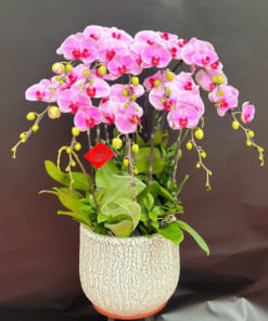 Chậu hoa lan hồ điệp hồng 10 cành trưng Tết