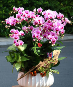 Chậu hoa lan hồ điệp hồng mini chúc mừng năm mới