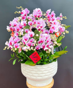 Chậu hoa lan hồ điệp hồng mini khai xuân