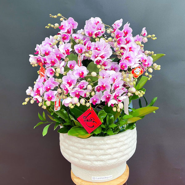 Chậu hoa lan hồ điệp hồng mini khai xuân