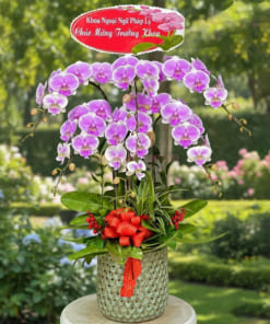 Chậu hoa lan hồ điệp màu hồng 6 cành đẹp
