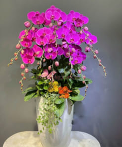 Chậu hoa lan hồ điệp tím 10 cành trung văn phòng