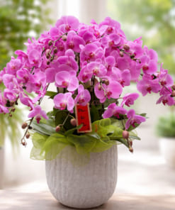 Chậu hoa lan hồng 10 cành trưng Tết