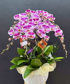 Chậu hoa lan hồ hồng 10 cành trưng văn phòng