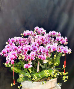 Chậu hoa lan hồ điệp mini mừng khai trương đẹp