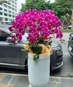 Chậu hoa hồ điệp tím 10 cành làm quà tặng cao cấp
