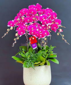Chậu hoa lan tím 10 cành trưng Tết