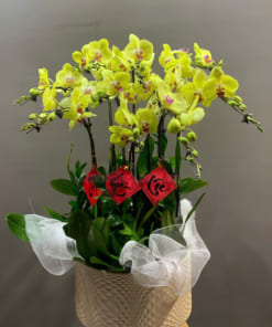 Chậu hoa lan vàng 10 cành khai xuân