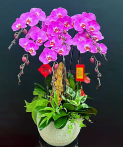 Chậu hoa lan hồ điệp hồng 6 cành mừng tân gia