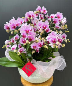 Chậu lan hồ điệp hồng mini trưng tết mang đến nhiều may mắn tài lộc