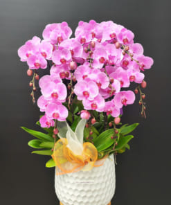 Chậu lan hồ điệp hồng mừng tân gia 10 cành
