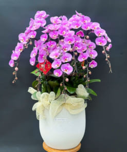 Chậu lan hồ điệp hồng tặng khai trương