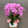 Chậu lan hồ điệp hồng làm quà tặng Tết