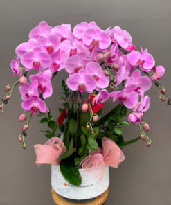 Chậu lan hồ điệp hồng làm quà tặng Tết