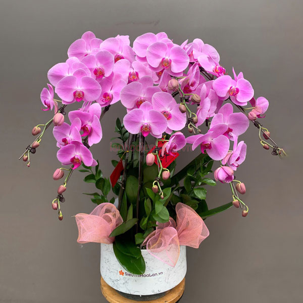 Chậu lan hồ điệp hồng làm quà tặng Tết