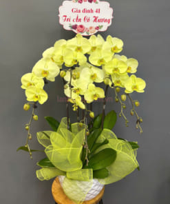 Chậu lan hồ điệp táo xanh 5 cành tặng tri ân