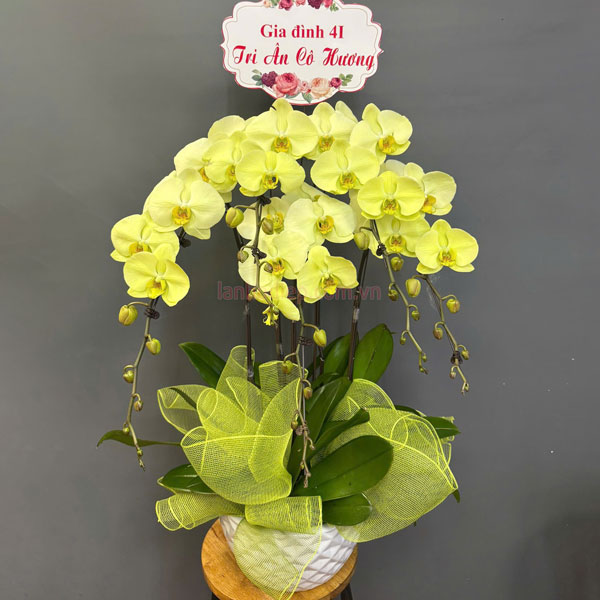 Chậu lan hồ điệp táo xanh 5 cành tặng tri ân