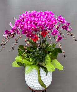 Chậu lan hồ điệp tím 10 cành