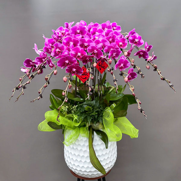 Chậu lan hồ điệp tím 10 cành