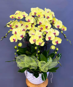 Chậu lan hồ điệp vàng 10 cành trang trí nội thất đẹp