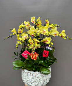 Chậu lan hồ điệp vàng 10 cành trang trí Tết