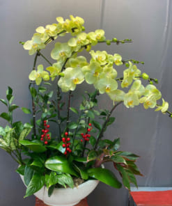 Chậu lan hồ điệp xanh bơ 5 cành dáng thuyền