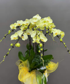 Chậu lan hồ điệp xanh bơ 5 cành đẹp