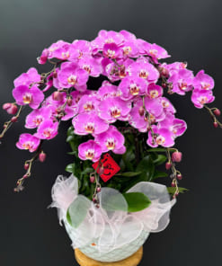 Chậu hoa lan hồ điệp hồng 10 cành khai xuân