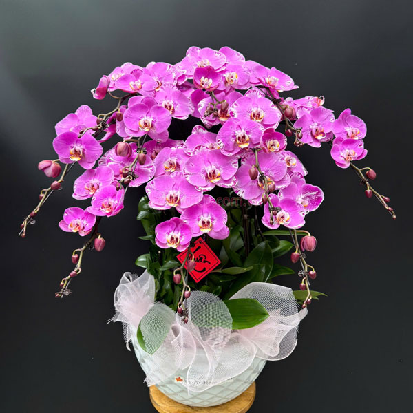 Chậu hoa lan hồ điệp hồng 10 cành khai xuân