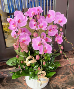 Chậu lan hồng anna 6 cành trang trí Tết