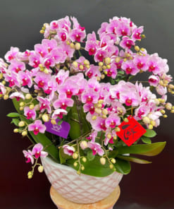 Chậu lan mini hồng chúc mừng năm mới