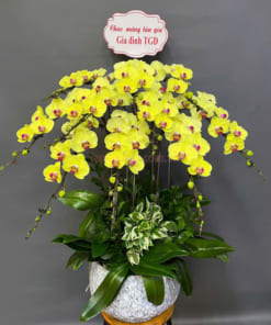 Chậu lan vàng 10 cành chúc mừng tân gia