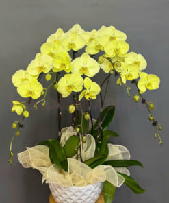 Chậu lan xanh táo 5 cành trưng nội thất