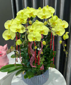 Đặc điểm chậu lan hồ điệp xanh táo 5 cành đẹp