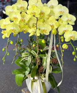 Hướng dẫn chăm sóc chậu hoa lan 5 cành xanh táo tươi lâu bền màu