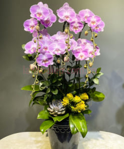 Hướng dẫn chăm sóc lan hồ điệp hồng lâu tàn